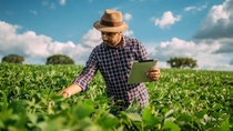 UY-Agricultor-Latinoamericano-revisando-sus-cultivos-en-busca-de plaga UY-Agricultor-Latinoamericano-revisando-sus-cultivos-en-busca-de plaga