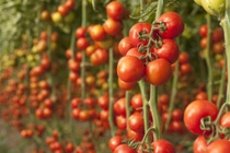 Tomates rojos en cultivo BASF Argentina