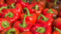 red peppers growing in greenhouse jordan valley hydroponic