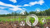 agriculture digital farm cornfield technology concepts with growing maize in the cultivated field