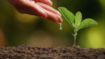 Manos de agricultor cultivando y nutriendo un árbol en suelo fértil. Manos de agricultor cultivando y nutriendo un árbol en suelo fértil.