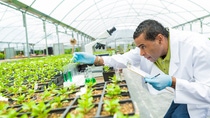 Focused African American senior botanists concentrates while stuying plant life in a greenhouse laboratory. He is dropping liquid into a test tube. He is holding a clipboard. A microscope is on the table. Green plants surround him. He is wearing a white lab coat and protective  gloves.