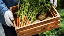 Man holding crate of organic fresh agricultural product Man holding crate of organic fresh agricultural product