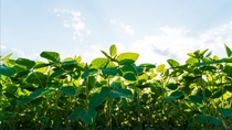 Foto: BASF / Shutterstock