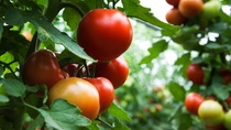 Tomatoe plant Tomatoe plant