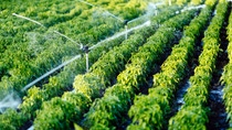 Sistema de riego en funcionamiento riego de plantas agrícolas. Sistema de riego en funcionamiento riego de plantas agrícolas.