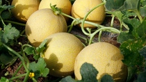 NUNHEMS. MELON GALIA NUNHEMS. MELON GALIA