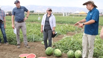 group of people taking in watermelon fields