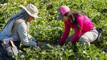 women looking at melon fields
