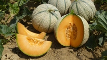 With the acquisition of the French melon breeding company ASL, BASF will continue to expand its position as a preferred partner in the vegetable value chain, offering highly innovative melon varieties. With the acquisition of the French melon breeding company ASL, BASF will continue to expand its position as a preferred partner in the vegetable value chain, offering highly innovative melon varieties.
