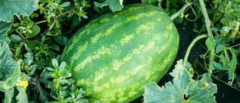 Striped watermelon grows on melons, in green grass. Ripe green striped watermelon ripens in a garden bed. Striped watermelon grows on melons, in green grass. Ripe green striped watermelon ripens in a garden bed.