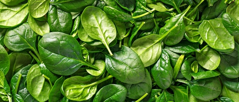 Spinach background full image. Top view; Shutterstock ID 570090283; purchase_order: 611232 ; job: MarCom France; client: Nunhems Netherlands BV ; other: Nunhems_EMontaghi Spinach background full image. Top view; Shutterstock ID 570090283; purchase_order: 611232 ; job: MarCom France; client: Nunhems Netherlands BV ; other: Nunhems_EMontaghi