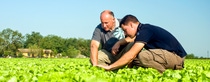 Farmers on a lettuce field Farmers on a lettuce field