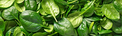 Spinach background full image. Top view; Shutterstock ID 570090283; purchase_order: 611232 ; job: MarCom France; client: Nunhems Netherlands BV ; other: Nunhems_EMontaghi