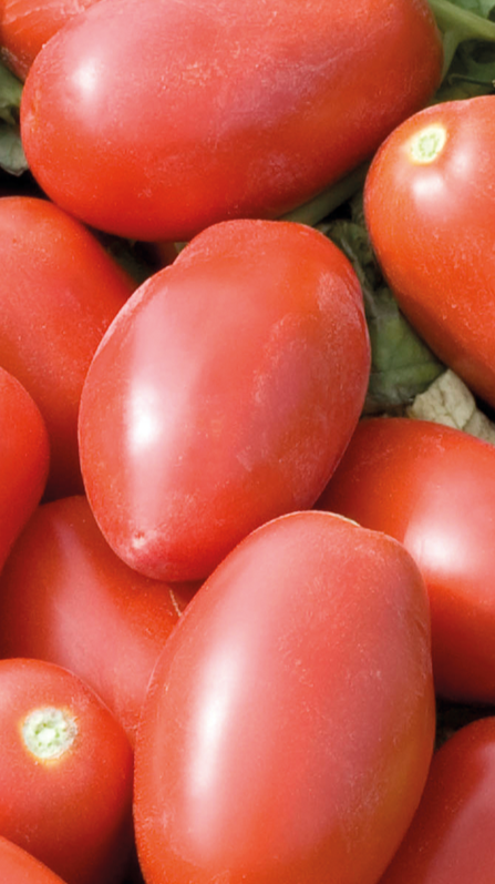 Tomato, Processing