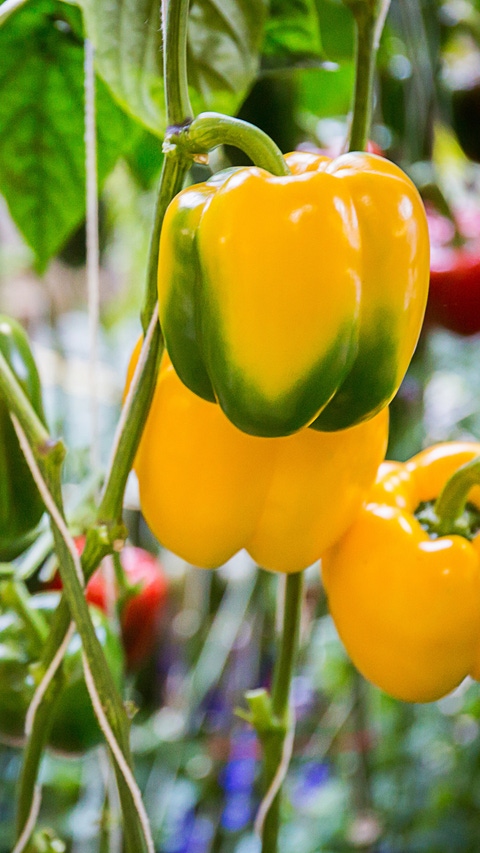 Bell pepper on the tree
