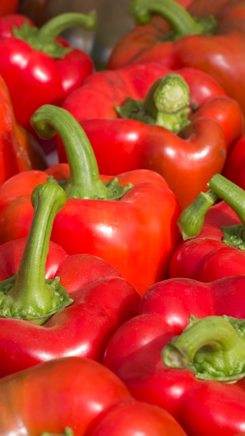 red peppers growing in greenhouse jordan valley hydroponic