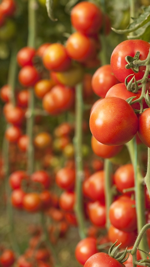 Tomatoes growing in a greenhouse Tomatoes growing in a greenhouse