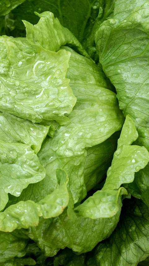 SESION DE LECHUGA