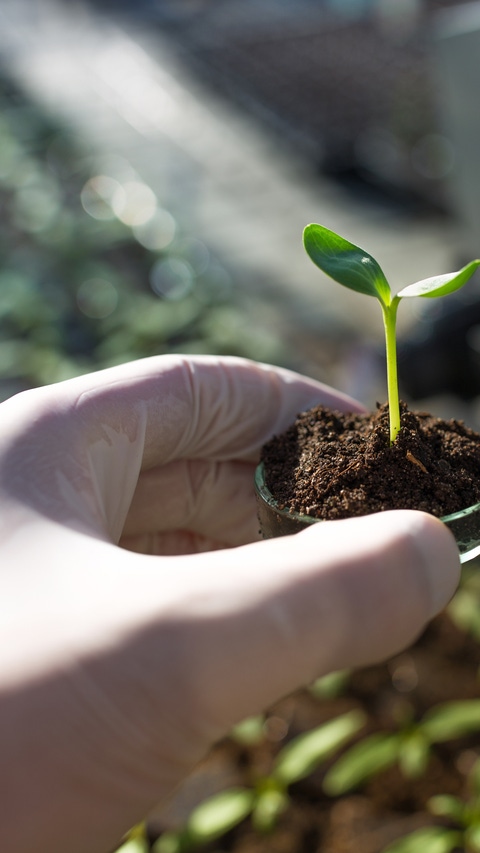 Close up of biologist's hand with protective gloves holding petri dish with soil and young plant. Microscope in background. Biotechnology, plant care and protection concept