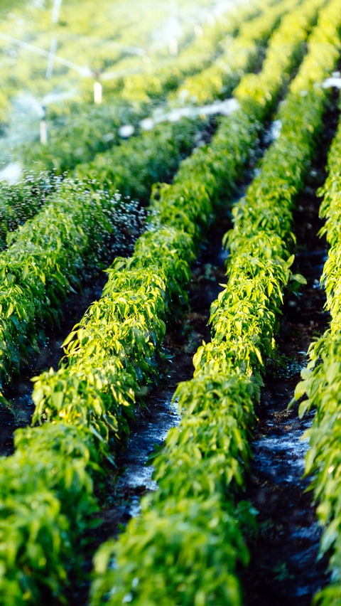 Sistema de riego en funcionamiento riego de plantas agrícolas.