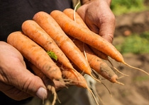 BASF closed the acquisition of Bayer’s global vegetable seeds business, mainly operating under the brand Nunhems®. The acquired vegetable seeds business comprises 24 crops and about 2,600 varieties. BASF closed the acquisition of Bayer’s global vegetable seeds business, mainly operating under the brand Nunhems®. The acquired vegetable seeds business comprises 24 crops and about 2,600 varieties.