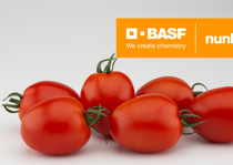 Azovian tomate pera gran calibre Nunhems