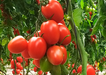 Azovian tomate pera grande de Nunhems