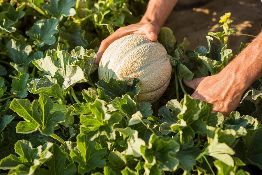 BASF closed the acquisition of Bayer’s global vegetable seeds business, mainly operating under the brand Nunhems®. The acquired vegetable seeds business comprises 24 crops and about 2,600 varieties.