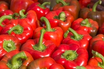 red peppers growing in greenhouse jordan valley hydroponic red peppers growing in greenhouse jordan valley hydroponic