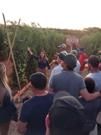 Tomate Vitreo em Araguari - MG .jpeg