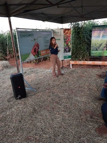 Tomate Vitreo em Araguari - MG .jpeg