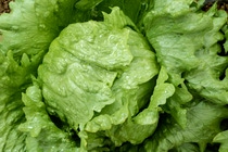 SESION DE LECHUGA SESION DE LECHUGA