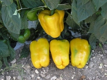 OLYMPUS DIGITAL CAMERA OLYMPUS DIGITAL CAMERA